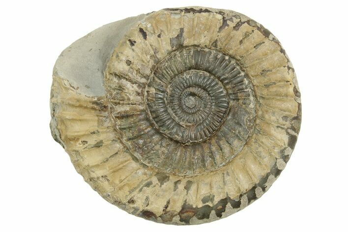 Jurassic Ammonite (Dactylioceras) Fossil - England #362504
